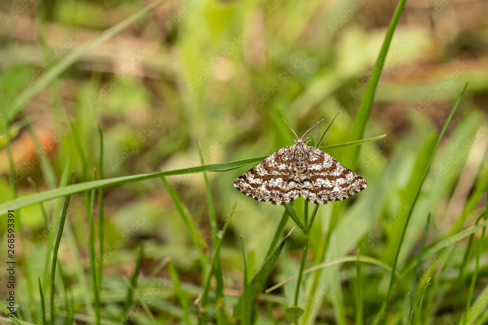 Nature Nature