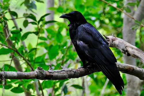 crow on a branch