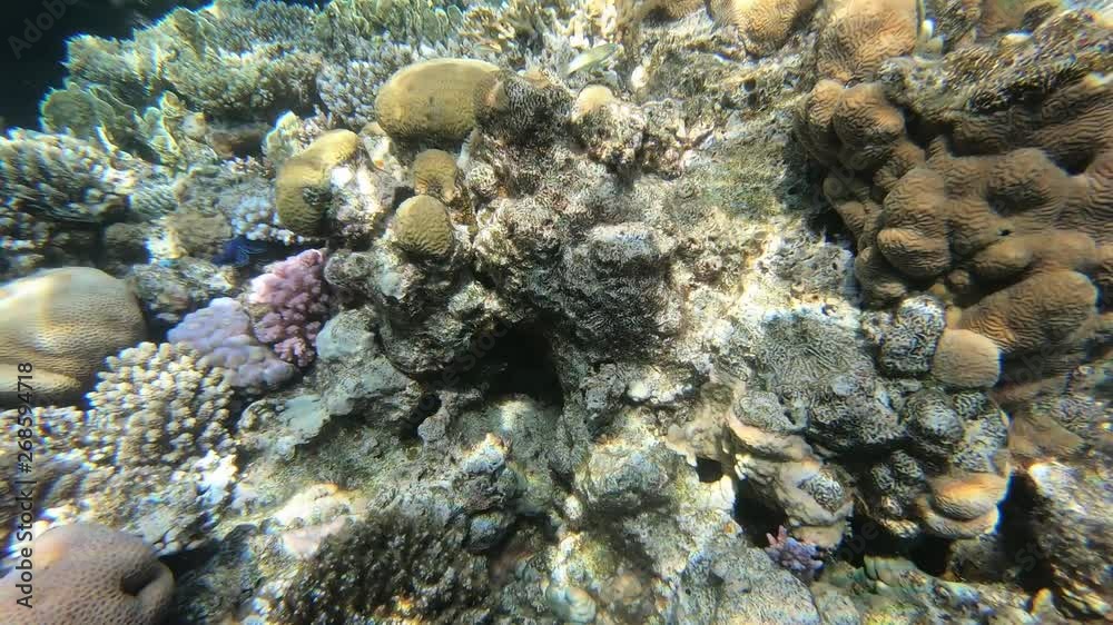 The fauna of the Red Sea. Many fish swim over a coral reef. Dynamic video of fish in clear blue water. Beautiful background of the underwater world. Snorkeling, active rest. The fauna of the Red Sea. Many fish swim over a coral reef. Dynamic video of fish in clear blue water. Beautiful background of the underwater world. Snorkeling, active rest.