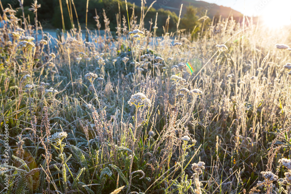 Sunny meadow