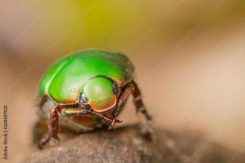 Close-up with soft focus Anomala grandis, green Scarab Beetle resting on the rock with nature blurred background. Close-up with soft focus Anomala grandis, green Scarab Beetle resting on the rock with nature blurred background.