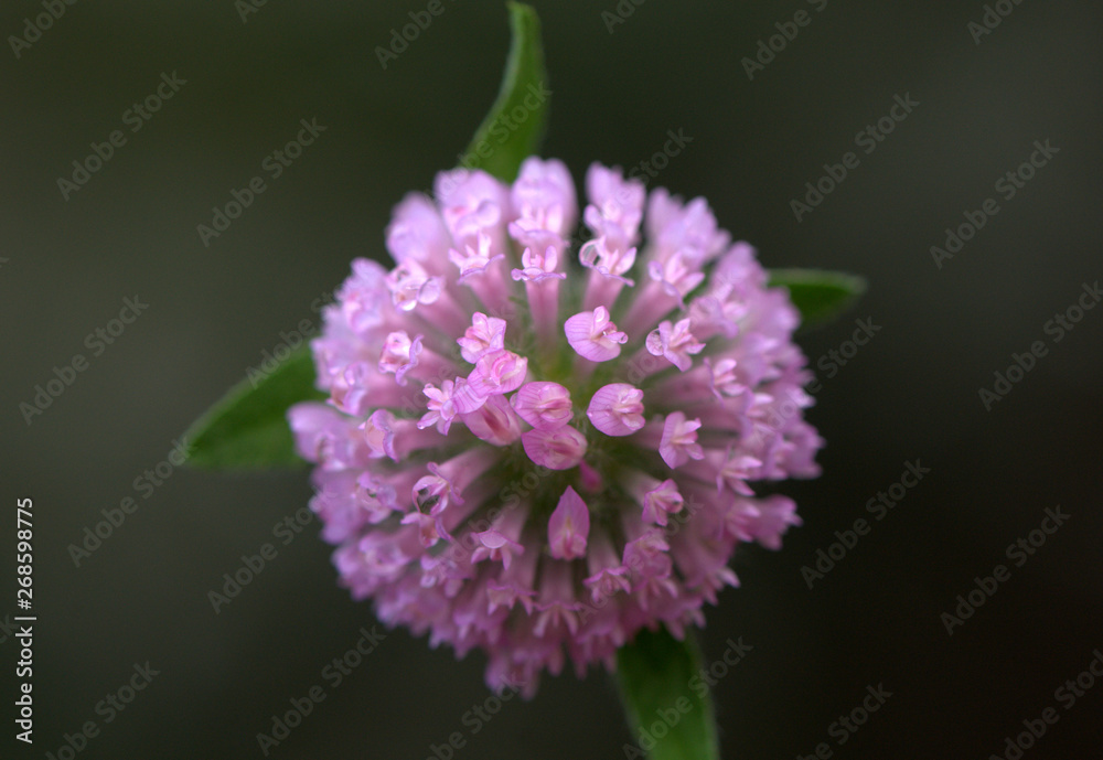 Clover flower. Subject to the environment. Clover flower. Subject to the environment.