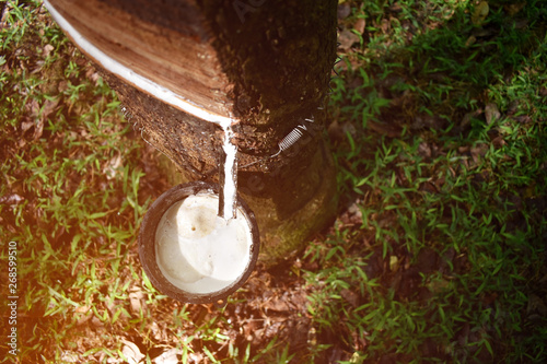 Close-up of rubber tree that is tapping rubber And there is a drop of latex with selective focus.