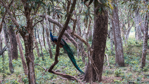 Wild peacock resting on a tree in forest in Sri Lanka
