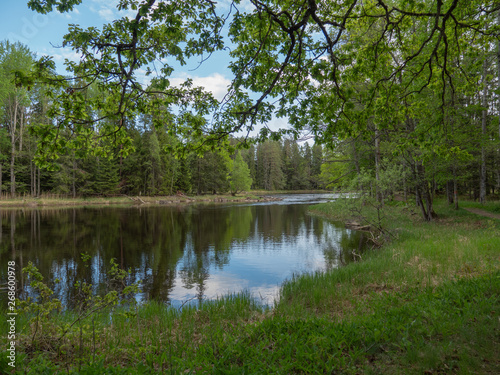 Swedish river and salmon area in spring