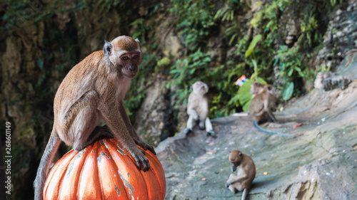 Photography Wild macaque monkey feeding in Batu Caves, Kuala Lumpur, Malaysia