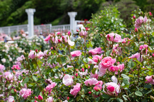 Wallpaper Mural バラ苑 Torontodigital.ca