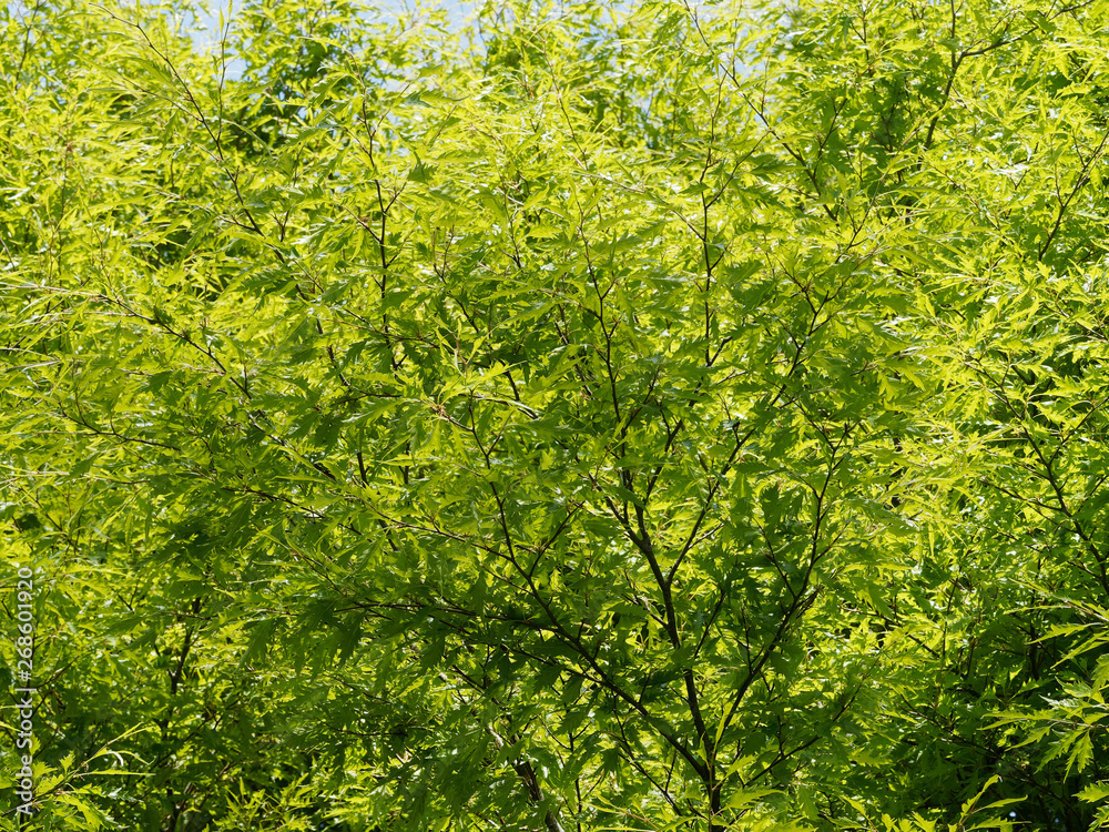 Fototapeta premium Fagus sylvatica 'asplenifolia' - Hêtre à feuilles de fougères ou hêtre lacinié, un arbre majestueux au tronc lisse, aux feuilles décoratives fortement découpées jaunes cuivrées en automne