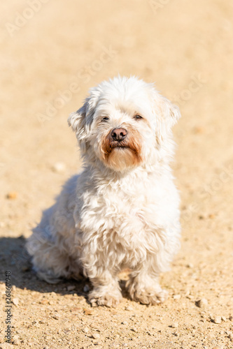 Coton de Tulear sitting outdoors in the sun © Nicole Lienemann