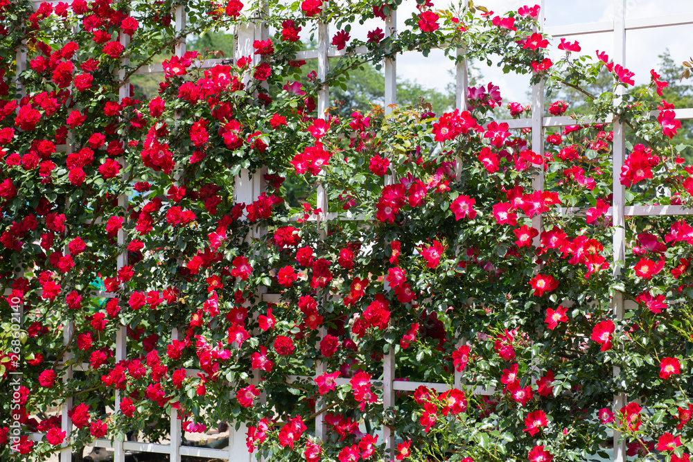 Fototapeta premium バラ苑