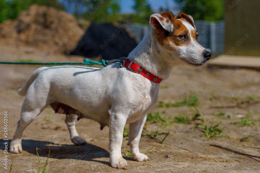 Portrait of female jack russell terrier