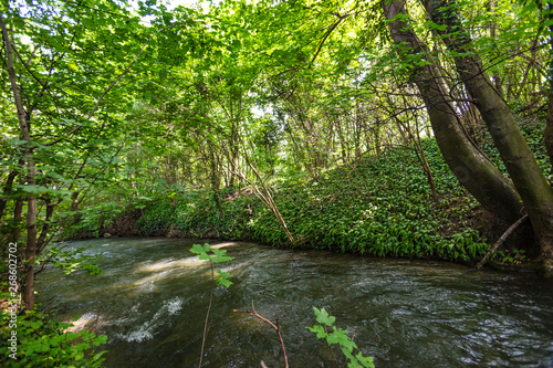 river in the green forest