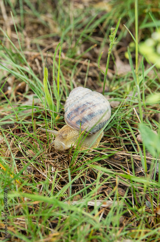 Snail Helix albescens in the nature. photo