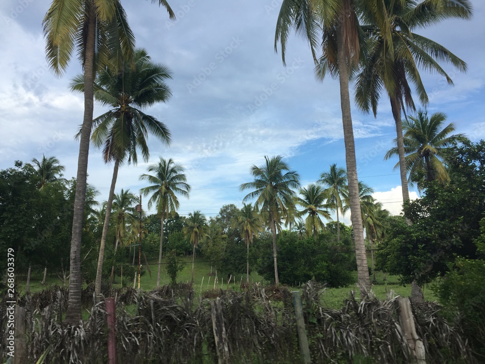 Obraz premium palmeras paisaje cielo