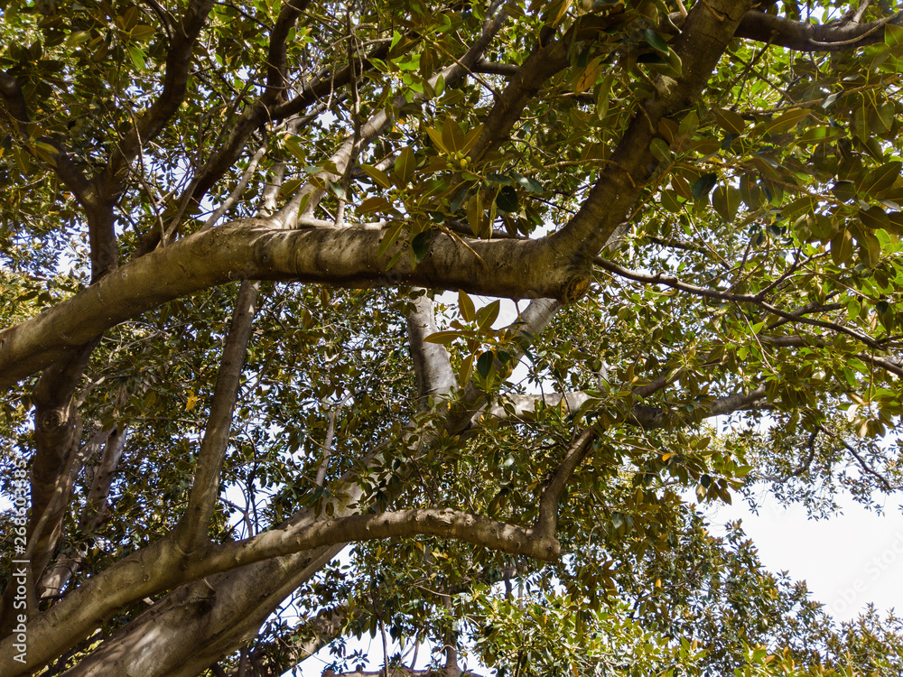 Looking up green leaves and tree branches. Looking up green leaves and tree branches.