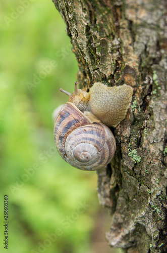 Snail Helix albescens in the nature. photo