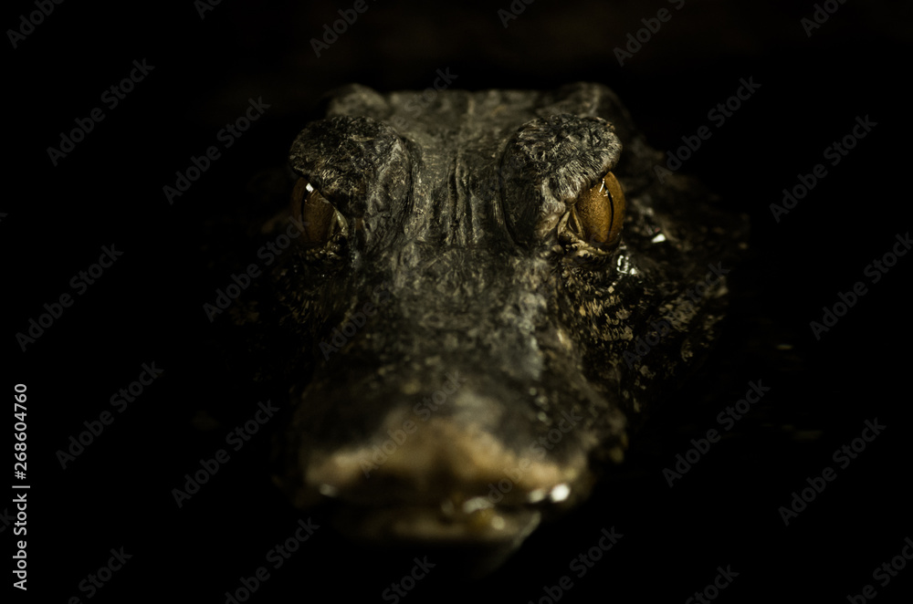 Fototapeta premium Portrait of caiman laying in dark
