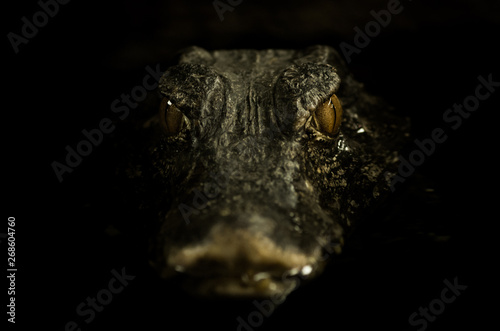 Portrait of caiman laying in dark