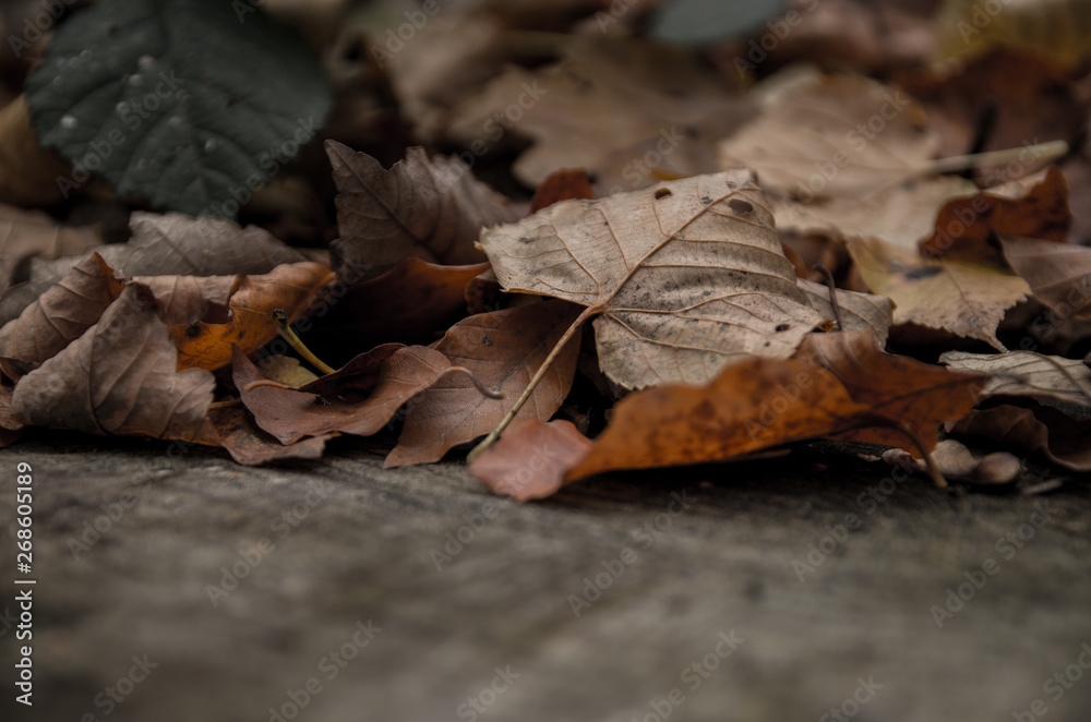 Details of fallen autumn leaves
