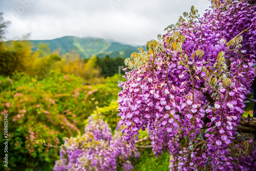 wisteria flowers, kawachi touen, fukuoka, japan photo