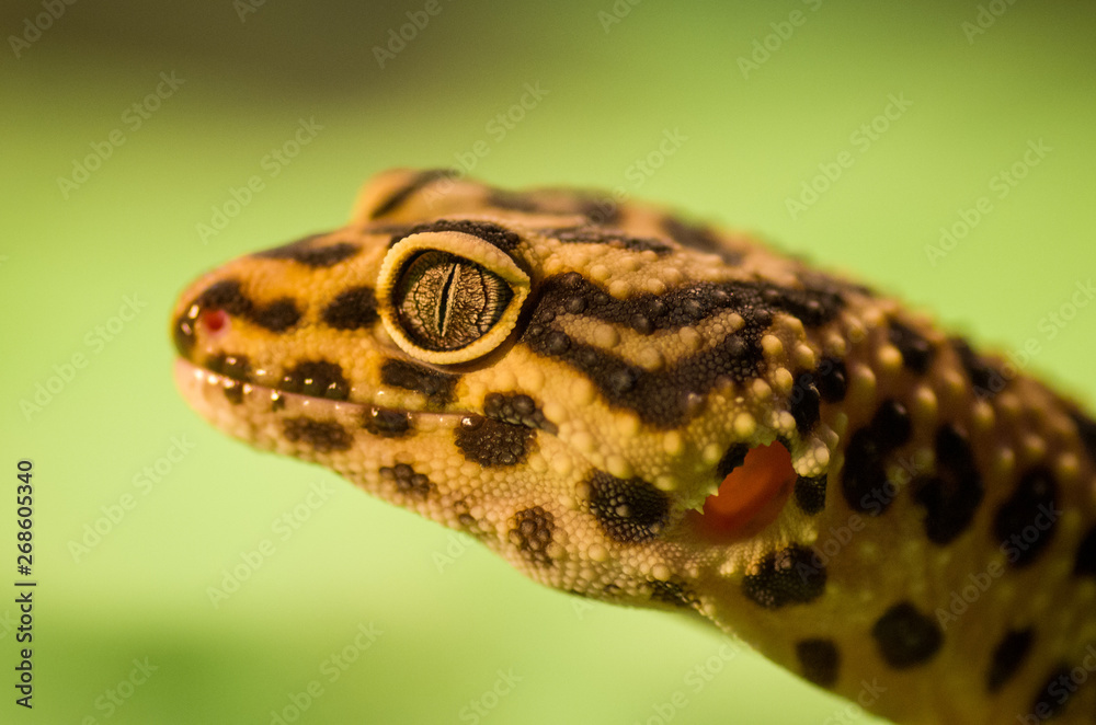 Detailed portrait of leopard gecko (eublepharis macularius)