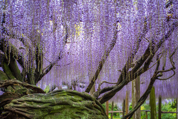 Fototapete Lavendelfarbene Motive Blühende Glyzinien in Kawachi Fujien  © Taisuke Mizuguchi
