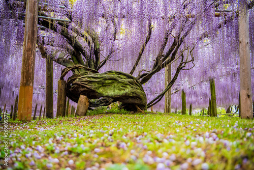 wisteria flowers, kawachi touen, fukuoka, japan