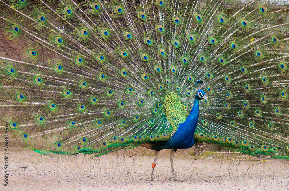 Obraz premium Portrait of male peacock (peafowl)