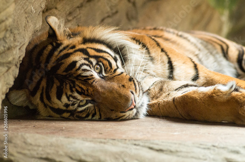 Portrait of sad tiger in zoo