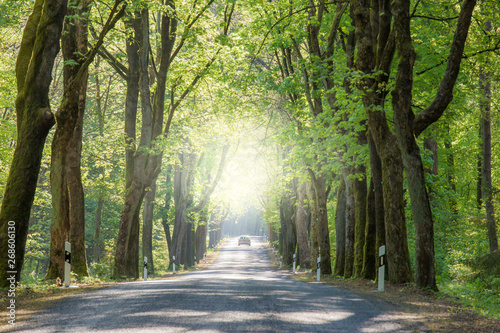 A country road in the state of Brandenburg (Germany) in sunlight in spring. Trees are dangerously close to the roadside.