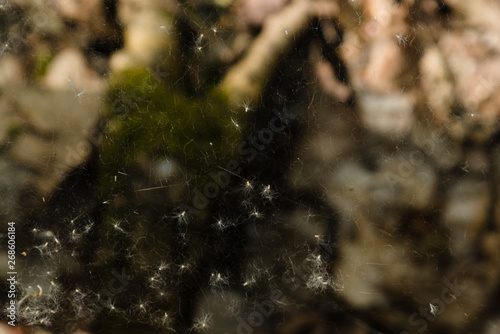 Cobweb texture with dust, powder, fug