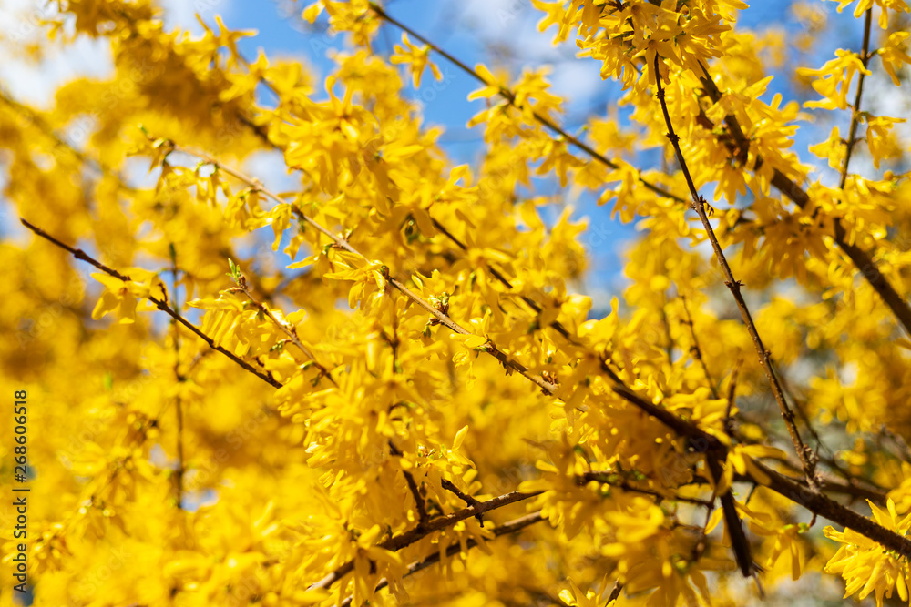 Beautiful spring flowering trees. Close-up. Selective focus. Bokeh. Floral background. Beautiful spring flowering trees. Close-up. Selective focus. Bokeh. Floral background.