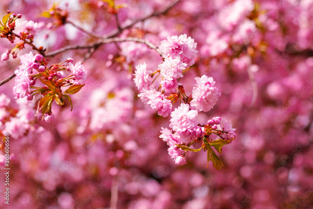 Beautiful spring flowering trees. Close-up. Selective focus. Bokeh. Floral background. Beautiful spring flowering trees. Close-up. Selective focus. Bokeh. Floral background.