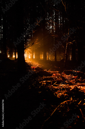 Dark sunset in middle of forest