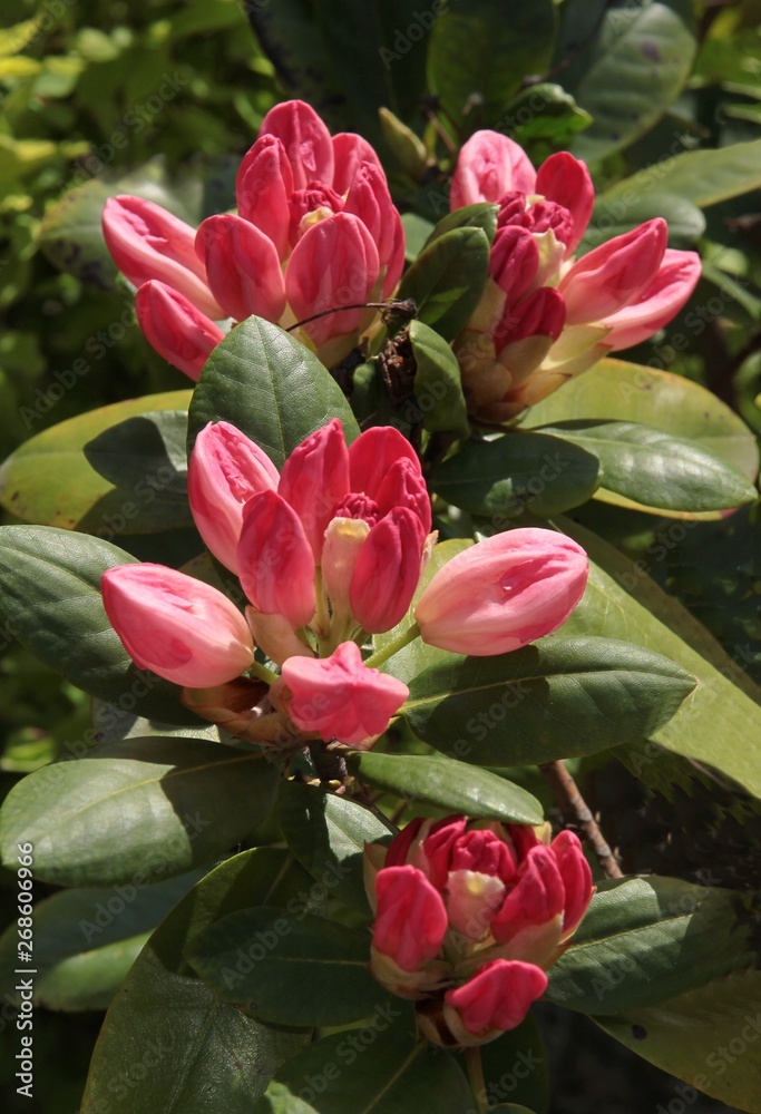 rhododendron bush with pink flowers and buds rhododendron bush with pink flowers and buds