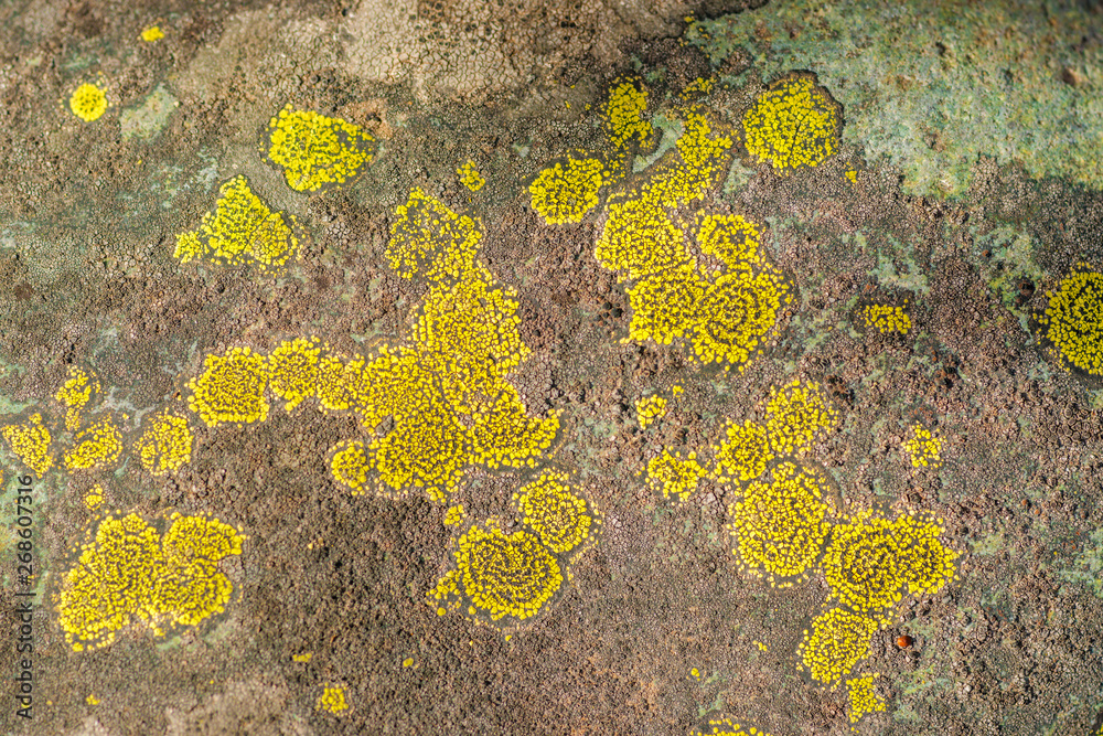 Stunning Crustose Yellow Lichen Stunning Crustose Yellow Lichen