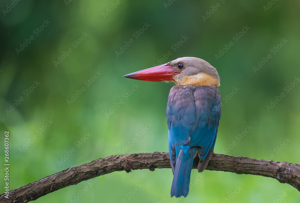 Obraz premium Strork-billed Kingfisher on branch on green background.