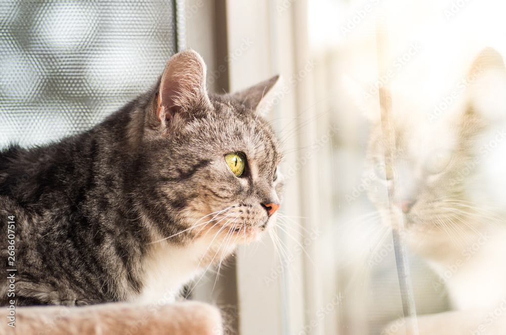 Portrait of tabby cat looking out of the window