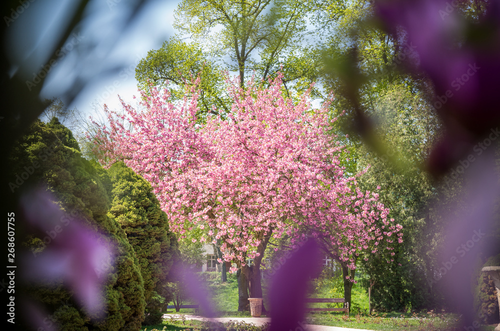 Obraz premium Blooming cherry tree in city park