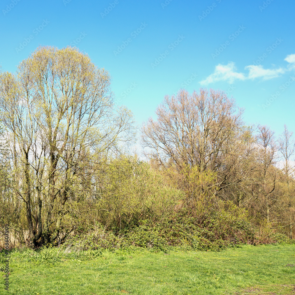 Landscape with blackberry bushes and poplar trees in the spring. Landscape with blackberry bushes and poplar trees in the spring.