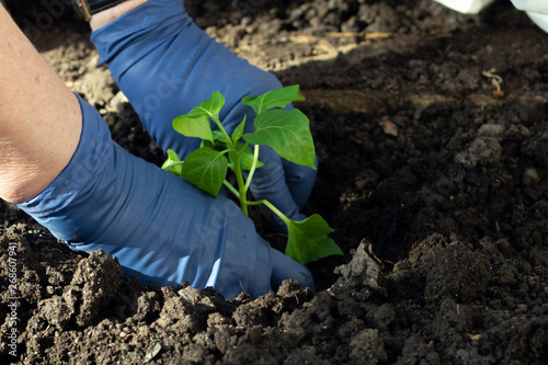 gardener's hands with blue gloves planting a bell pepper seedling into ground in the vegetable garden