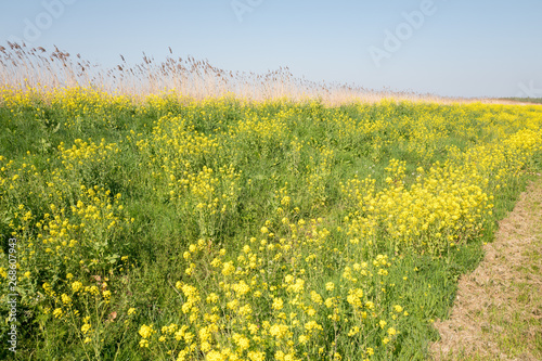 Dike with colza flowers, rapeseed, in the springtime in nature reserve The Vlietlanden in Voorschoten, The Netherlands. photo