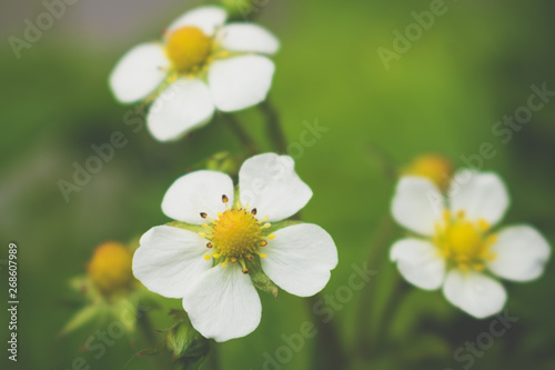 Strawberry plant with small white flowers, Fragaria, close up view