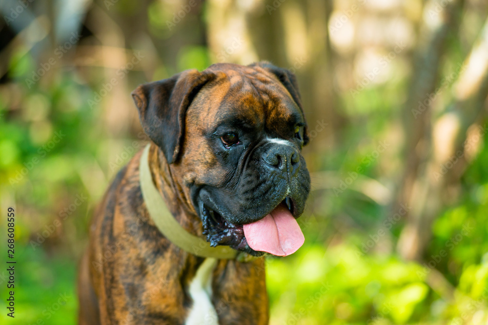 Portrait of a boxer breed dog on a summer day close-up. Portrait of a boxer breed dog on a summer day close-up.