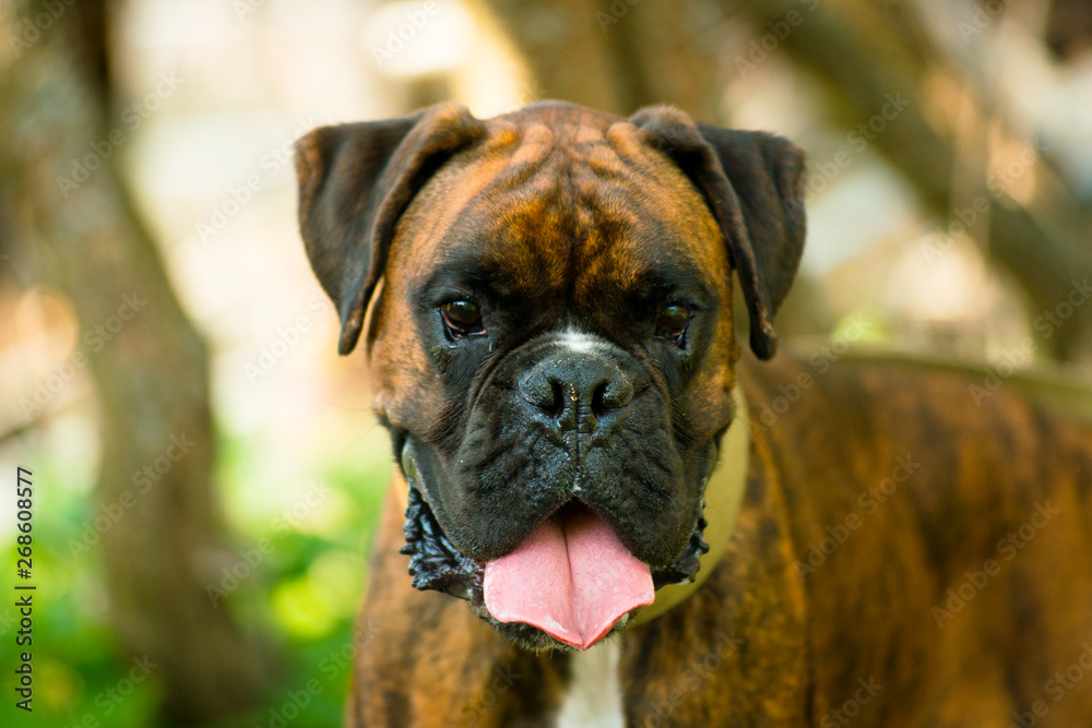 Portrait of a boxer breed dog on a summer day close-up.