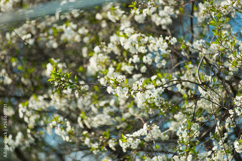 Blooming cherry with white flowers on in the garden on a sunny day. Blooming cherry with white flowers on in the garden on a sunny day.