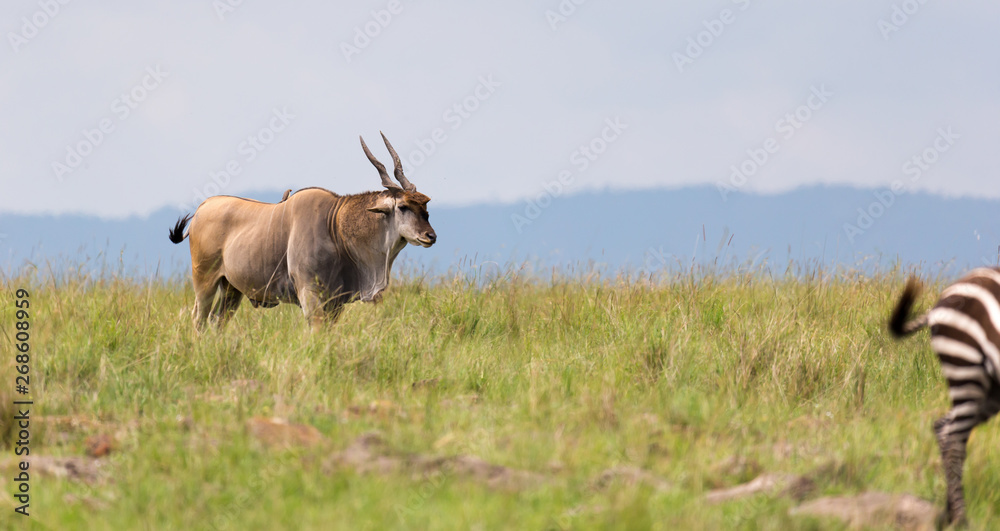 Elend antilope in the Kenyan savanna between the different plants Elend antilope in the Kenyan savanna between the different plants