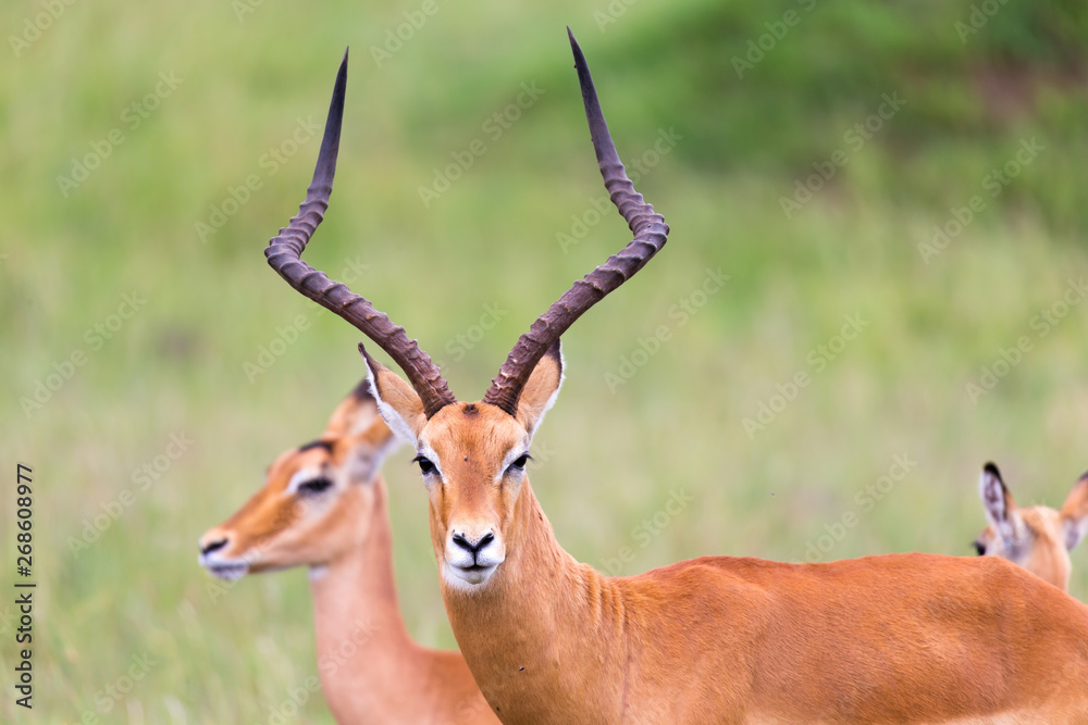 A lot of Impala antelopes in the grass landscape of the Kenyan savanna A lot of Impala antelopes in the grass landscape of the Kenyan savanna