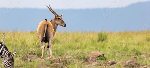 Elend antilope in the Kenyan savanna between the different plants photo