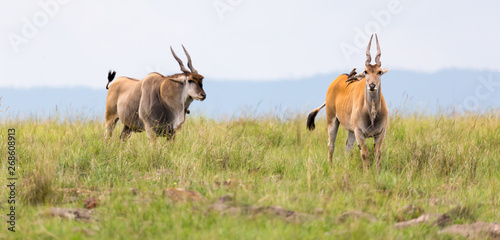 Elend antilope in the Kenyan savanna between the different plants